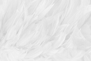 Obraz premium Beautiful white grey bird feathers pattern texture background.