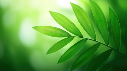 Fototapeta premium Green leaves with soft blurred background showcasing nature's beauty. macro texture background.