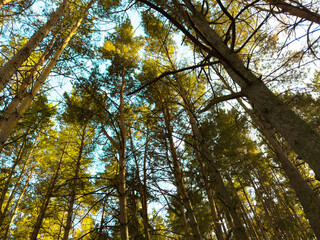 A forest with tall trees and a clear blue sky