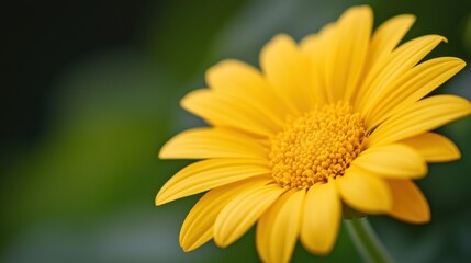 Fototapeta premium Vibrant yellow flower close-up on a soft-focused green background. macro texture background.