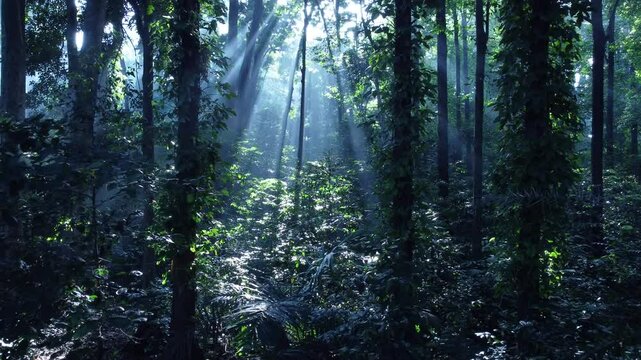 Tropical forest or rainforest. Walk through dense forests as the sun peeks through the trees in summer. Sunlight morning in the green forest. Cifor, IPB University Bogor Research Forest, Indonesia.