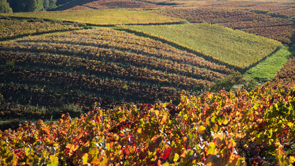 Vignoble du Beaujolais en automne entre Quincié-en-Beaujolais et Mont Brouilly, dégradé de...