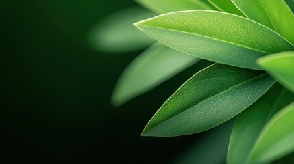 Obraz premium Close-up of vibrant green leaves on a blurred background. macro texture background.