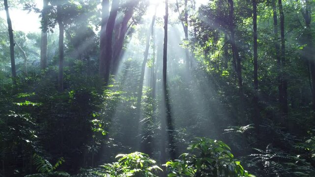 Walk through dense forests as the sun peeks through the trees in summer. The rays illuminate the green forest. Cifor, IPB University Bogor research forest, Indonesia.