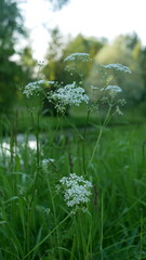 Wild flowers in a spring park. Evening landscape - small white flowers on a bush against the backdrop of a city garden.