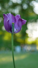 Purple tulips in a spring park against the backdrop of the setting sun.