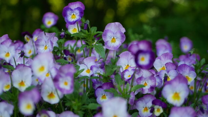 Pansies in a spring park. Spring landscape - purple and yellow pansies against the backdrop of young foliage.