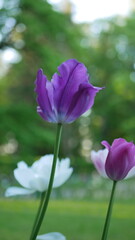 Purple tulips in a spring park against the backdrop of the setting sun.