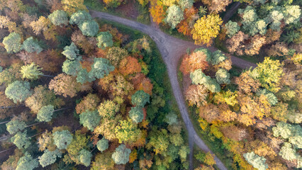 Path crossing colorful forest