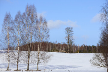 
Winter nature landscape with trees