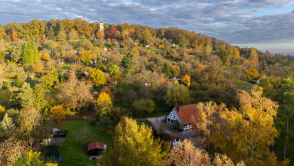 Morning in the Forest