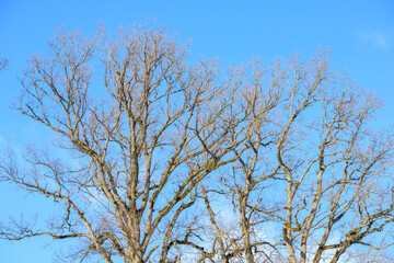 branches against blue sky