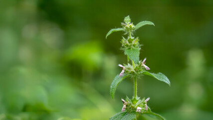 Limestone woundwort - Stachys alpina