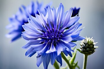 cornflower charm a delicate blue cornflower bloom with intricate