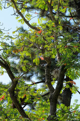 都心散歩　秋晴れの浜離宮