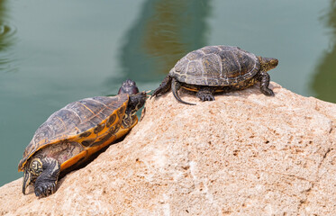 red-eared turtle basking in the sun