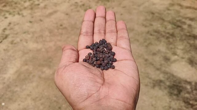 Asian farmer hand holding isolated organic farm fresh dried black pepper, peppercorn, piper nigrum, malabar &lrm;piperine or &lrm;piperaceae aromatic spice seeds or drupes in palm with blurry background.