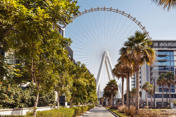 Fototapeta premium Dubai. One of the most largest ferrris wheel in the world - Ain Dubai in United Arab Emirates. 