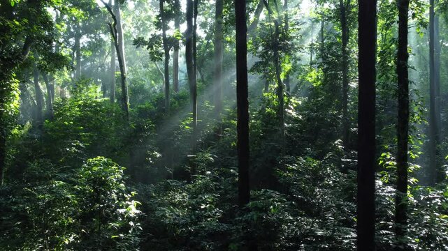 Forest tree. Tropical Forest or Rain Forest. Walk through dense forests as the sun scans the trees in summer. The rays reached the green forest. Cifor, Forestry Research IPB University, Indonesia.