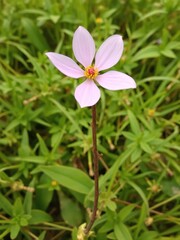 Fototapeta premium Pink petal flower with brown stem in a lush field, flower, flora