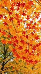Vibrant maple leaves falling down in autumn season, vibrant, falling, colorful