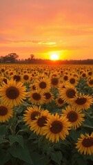 Fototapeta premium Vibrant orange and pink sunset casting a warm glow over a vast field of blooming sunflowers, serene, tranquil