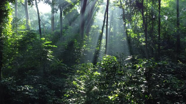 Tropical Forest or Rain Forest. Walk through dense forests as the sun peeks through the trees in summer. Its rays illuminate the green forest. Cifor, IPB University Bogor Research Forest, Indonesia.