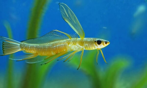 Two yellow fish with transparent fins swim in blue water with green plants in the background.