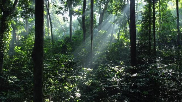Indonesia forest trees and evening sun fading woods. Beautiful environment. Sunlight morning in the forest. Tropical forest or Rainforest.