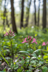 Obraz premium Wild honeysuckle blooming on a vine in a forest clearing