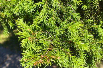 close up of pine needles