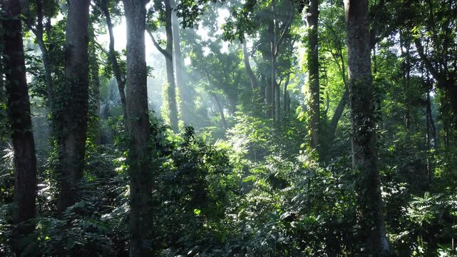 Forest tree. Tropical Forest or Rain Forest. Walk through dense forests as the sun scans the trees in summer. The rays reached the green forest. Cifor, Forestry Research IPB University, Indonesia.