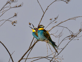European Bee-eater, Merops apiaster, near Xativa, Spain