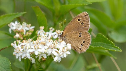 Ringlet butterfly on white flower