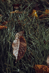 Early morning dew drops on green grass close-up view, brown dry leaves, macro photography, dark contrast photo, sunlight