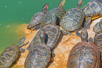 red-eared turtles basking in the sun