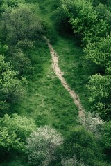Obraz premium Woodland Path Aerial View
