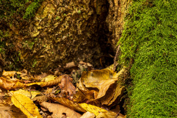 Baumstamm im Bentheimer Wald. Moosbewachsen mit Laub.