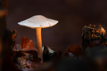 leuchtender Pilz seitlich fotografiert, eingerahmt von einem Baumstamm