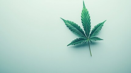 Fototapeta premium Marijuana Leaf White Background
