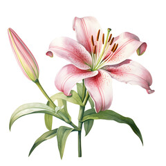 Elegant Lily Flower Watercolor on Transparent Background, Delicate Lily Watercolor Illustration - Perfect for Floral Designs PNG, Lily Watercolor Art with Transparent Background isolated.
