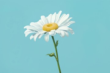 Whire daisy flower petal plant.