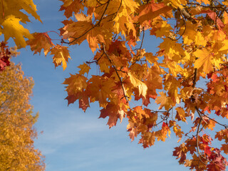 maple with red and yellow leaves against blue sky