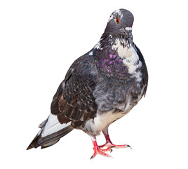 big Beautiful pigeon