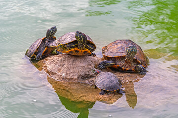 red-eared turtles basking in the sun