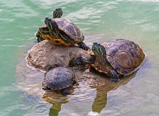 Fototapeta premium red-eared turtles basking in the sun
