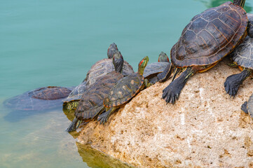 red-eared turtles basking in the sun