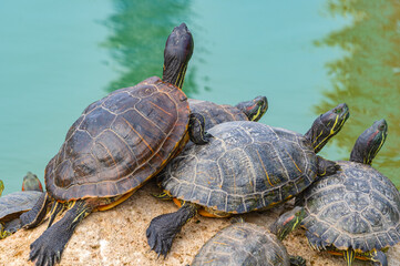 red-eared turtles basking in the sun
