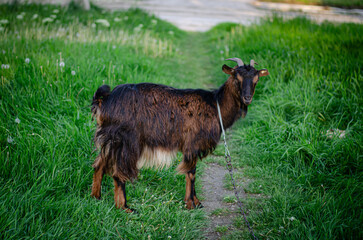 Brown goat in a pasture with green grass in a meadow. Farm animal.