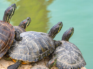 red-eared turtles basking in the sun